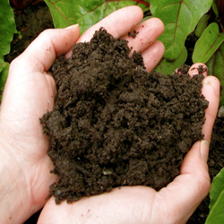 All Natural home grown compost